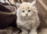 Luna Import Bloodlines - Maine Coon Kitten For Sale - Cookeville, TN, US