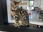 Ambrosia's Bengal Litter - Bengal Cat For Sale - Lancaster, OH, US