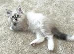 Bonnie - Siberian Cat For Sale - Bonita Springs, FL, US