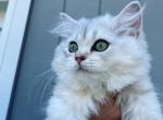 Silver shaded kittens - Scottish Fold Cat For Sale - Tukwila, WA, US