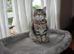 Mia - Siberian Cat For Sale - Somerset, NJ, US