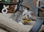 Leo - Siberian Cat For Sale - Somerset, NJ, US