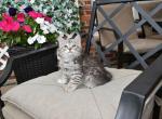 Lucky - Siberian Kitten For Sale - Somerset, NJ, US