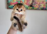 Roxy - Scottish Fold Cat For Sale - Levittown, PA, US