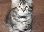 Pepper - Siberian Cat For Sale - Somerset, NJ, US