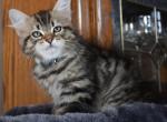 Picasso - Siberian Kitten For Sale - Somerset, NJ, US