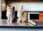 John - British Shorthair Kitten For Sale - Fairfax, VA, US