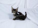 Z litter White male - Maine Coon Kitten For Sale - Las Vegas, NV, US