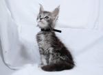 Z litter Black male - Maine Coon Kitten For Sale - Las Vegas, NV, US