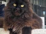 Jey - Maine Coon Cat For Sale/Retired Breeding - Marco Island, FL, US