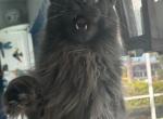 Limo - Maine Coon Cat For Sale/Retired Breeding - Marco Island, FL, US