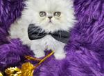 Reserved Loui Petit - Persian Cat For Sale - Tampa, FL, US