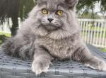 Jackson - Siberian Cat For Sale - Melbourne, FL, US