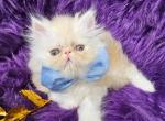Reserved Leo Petit - Persian Cat For Sale - Tampa, FL, US