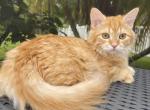 Mango - Siberian Cat For Sale - Melbourne, FL, US