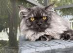 Jakaranda - Siberian Cat For Sale - Melbourne, FL, US