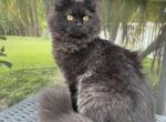 Junona - Siberian Cat For Sale - Melbourne, FL, US
