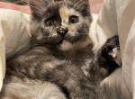 maine coon Tasha - Maine Coon Kitten For Sale - Burlington, VT, US