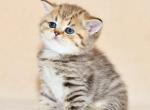 Zak1 - British Shorthair Cat For Sale - Los Angeles, CA, US