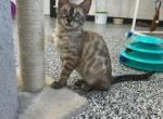 Daisy's Bengal Litter - Bengal Cat For Sale - Lancaster, OH, US