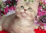 Beniamin - British Shorthair Cat For Sale - Brooklyn, NY, US