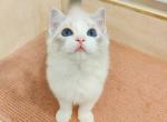 milk - Ragdoll Cat For Sale - Los Angeles, CA, US