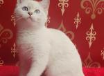 Zlata - British Shorthair Cat For Sale - Brooklyn, NY, US