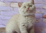 Filya fawn - British Shorthair Cat For Sale - Brooklyn, NY, US