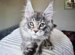 Azula - Maine Coon Cat For Sale - Brooklyn, NY, US