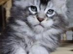 Odin - Maine Coon Cat For Sale - Brooklyn, NY, US