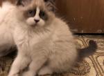 Fred Blue Eyed Charmer Affectionate and Laid Back - Ragdoll Cat For Sale - Burlington, WI, US