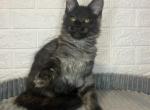 Zeus - Maine Coon Cat For Sale - NY, US