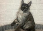 Hershey - Maine Coon Cat For Sale - NY, US