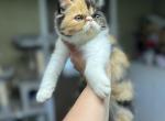 Calie - Exotic Cat For Sale - 