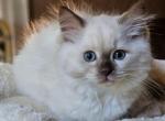 Evelyn - Ragdoll Cat For Sale - Farmville, VA, US