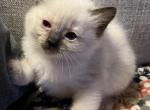 Pink girl - Ragdoll Cat For Sale - Chambersburg, PA, US