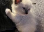 Yellow girl - Ragdoll Cat For Sale - Chambersburg, PA, US