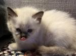 Orange collar girl - Ragdoll Cat For Sale - Chambersburg, PA, US