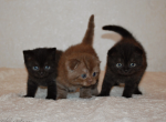 Pure black baby boy scottish fold - Scottish Fold Cat For Sale - Dallas, TX, US