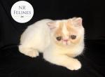 Henry Reserved - Exotic Cat For Sale - Ottawa, KS, US