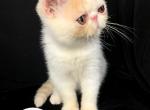 Hannah Reserved - Exotic Cat For Sale - Ottawa, KS, US