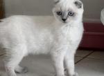 Scottish Fold girl - Scottish Fold Cat For Sale - Miami, FL, US