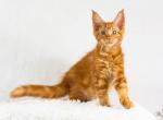 Sunray - Maine Coon Cat For Sale - Brooklyn, NY, US