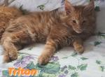 Triton - Maine Coon Cat For Sale - Manchester Township, NJ, US