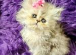 Reserved Leila Petit - Persian Cat For Sale - Tampa, FL, US