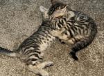 The best for you - Bengal Cat For Sale - Houston, TX, US