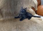 AMAZING MISS COCO - Maine Coon Kitten For Sale - NY, US