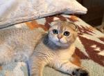 Muriks - British Shorthair Cat For Sale - San Mateo, CA, US