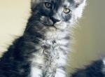 Daniel - Maine Coon Cat For Sale - Marco Island, FL, US