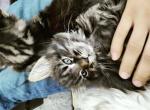 Jerry - Maine Coon Cat For Sale - Westfield, MA, US